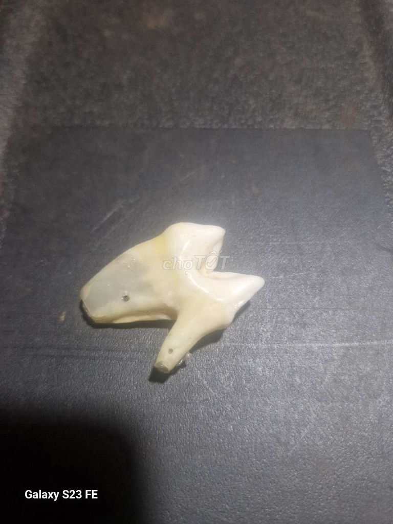 răng đại hổ. Mua bán Phụ kiện thời trang khác tại Huyện Krông Búk Đắk Lắk được đăng bởi long pham hình 1