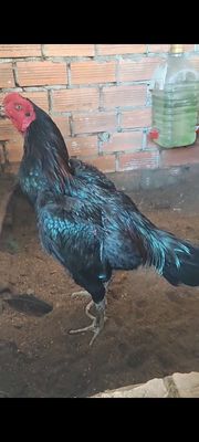 Gà ô Bình Định. Mua bán Gà tại Huyện Củ Chi Tp Hồ Chí Minh được đăng bởi Tuấn Trần