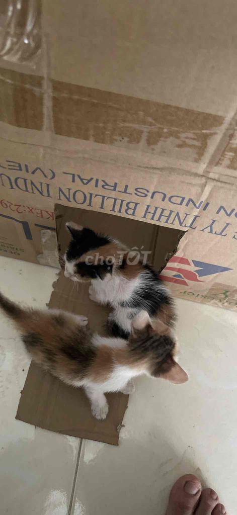 cho mèo vì k có tg bé biết ăn cơm biết đi vs cát. Mua bán Mèo tại Thành phố Thủ Dầu Một Bình Dương được đăng bởi Tài Rainy hình 1