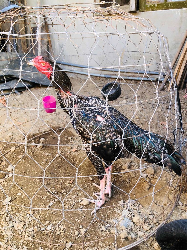 Gà Cú Mây trống 2.5kg. Mua bán Gà tại Huyện Phú Hòa Phú Yên được đăng bởi hung hình 1