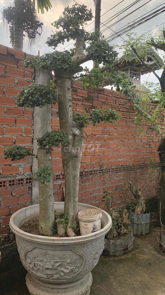 Cây cảnh Bonsai Cây. Mua bán Cây cảnh, đồ trang trí tại Huyện Châu Đức Bà Rịa - Vũng Tàu được đăng bởi nghieu hình 1