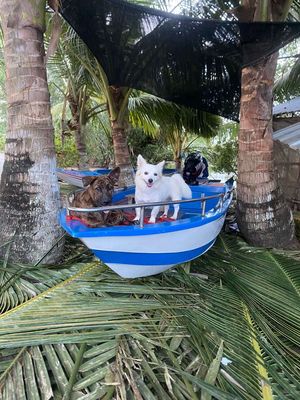 bán ca nô. Mua bán Xe máy tại Huyện Hồng Dân Bạc Liêu được đăng bởi chí