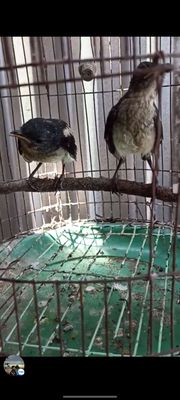 Cặp than đã biết ăn. Mua bán Chim tại Huyện Long Hồ Vĩnh Long được đăng bởi Thanh Trung