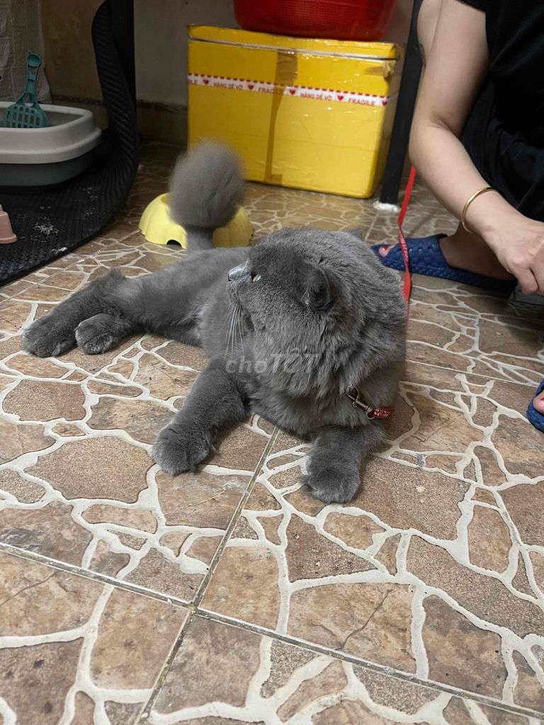 Mèo Anh lông ngắn màu xám đực. Mua bán Mèo tại Quận Sơn Trà Đà Nẵng được đăng bởi Amaterasu hình 7