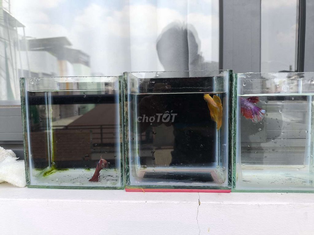 betta. Mua bán Thú cưng khác tại Quận Gò Vấp Tp Hồ Chí Minh được đăng bởi Hiền hình 1