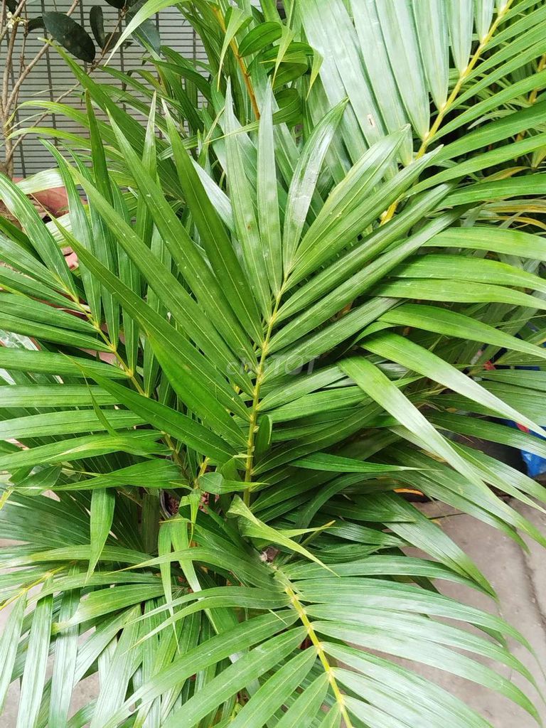 Cây cảnh Xanh 1m Khỏe mạnh. Mua bán Cây cảnh, đồ trang trí tại Quận Hoàng Mai Hà Nội được đăng bởi Nguyễn Minh Thoa hình 1