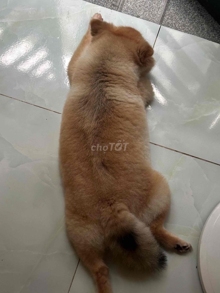Chó Phốc Sóc cái nâu vàng đang mang thai. Mua bán Chó tại Huyện Đức Hòa Long An được đăng bởi vũ thái hình 1
