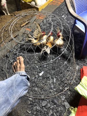 chia lai bầy serama. Mua bán Gà tại Huyện Bình Chánh Tp Hồ Chí Minh được đăng bởi Thanhliem Le