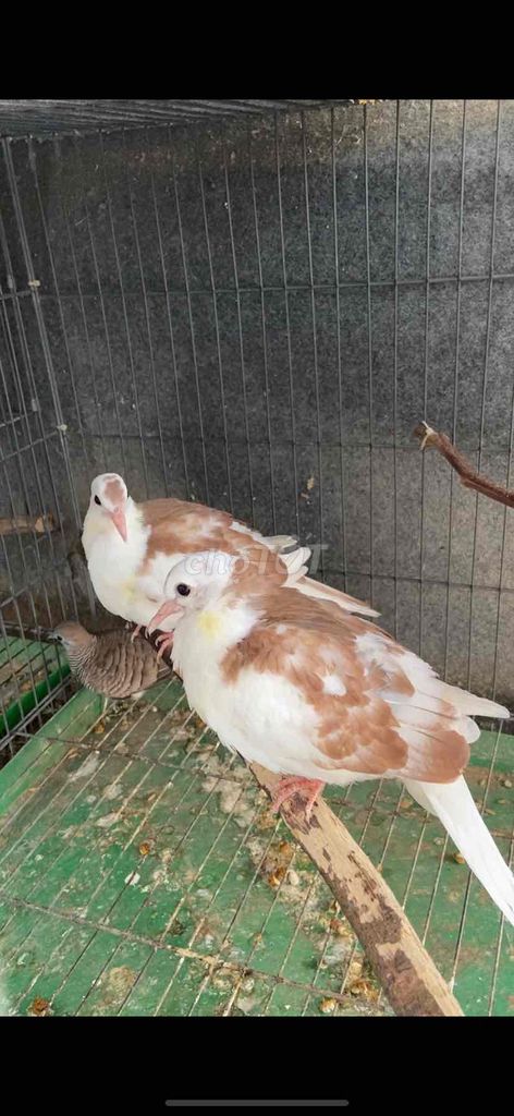 Cu thái văn hoa Đỏ. Mua bán Chim tại Quận Gò Vấp Tp Hồ Chí Minh được đăng bởi Cường Cool hình 1