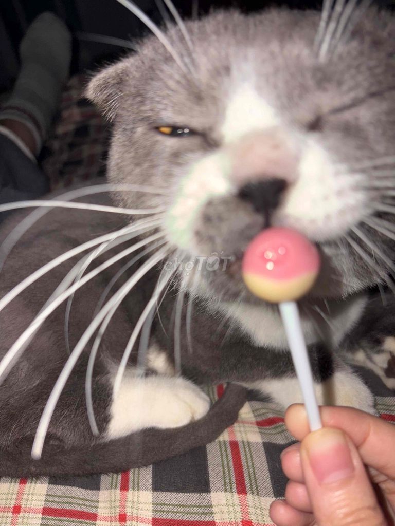 Mèo Anh chân ngắn tai cụp Xám trắng. Mua bán Mèo tại Quận Tây Hồ Hà Nội được đăng bởi Hoàng Quỳnh Hương hình 1