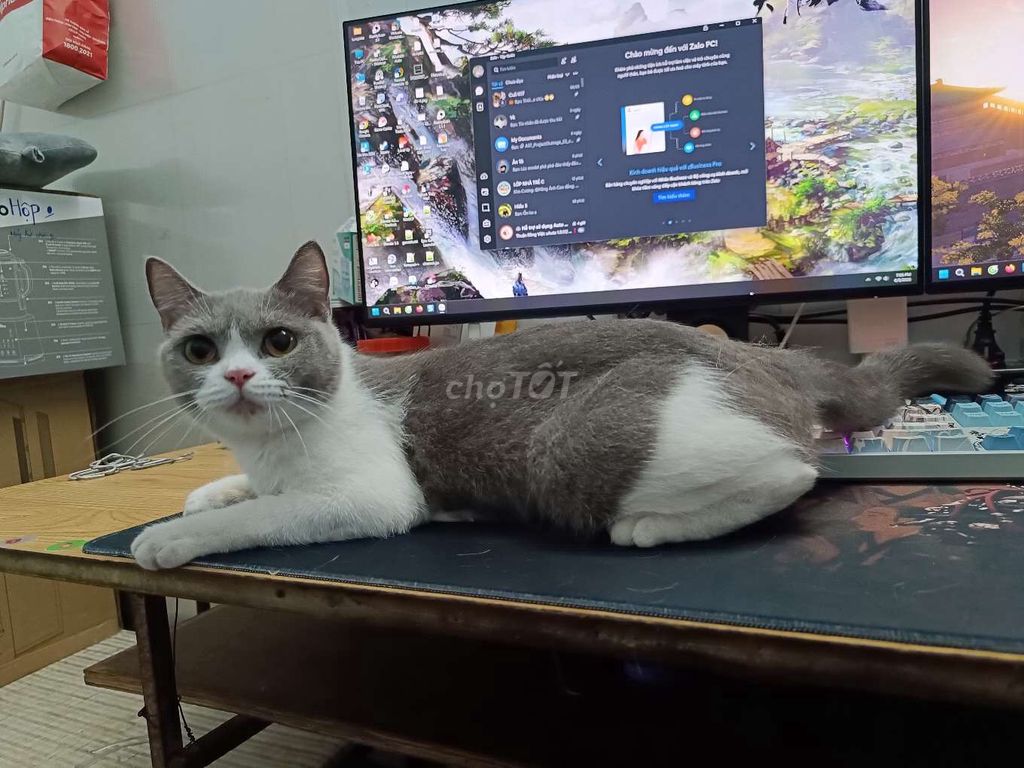 Mèo Anh lông ngắn cái Bicolor. Mua bán Mèo tại Quận 8 Tp Hồ Chí Minh được đăng bởi MirabelEira hình 1