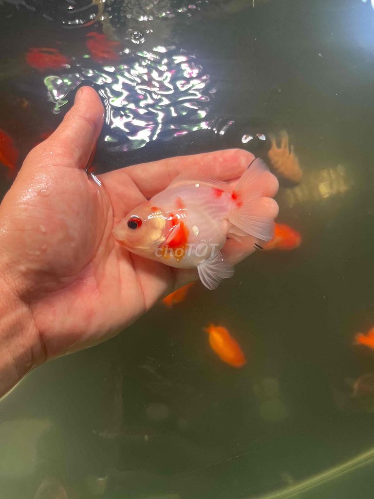 oranda size 3 ngon minh thanh lý lấy bể