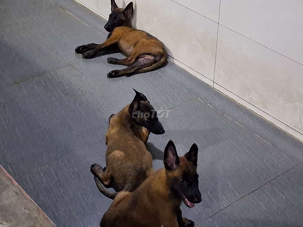 Chó Malinois con đã tiêm 2 mũi. Mua bán Chó tại Thành phố Tây Ninh Tây Ninh được đăng bởi Nhân Rottweiler  hình 1