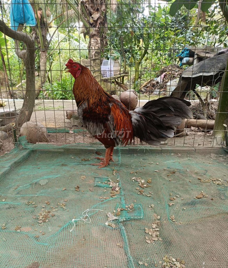 Gà Xám 3kg Đực. Mua bán Gà tại Huyện Cái Bè Tiền Giang được đăng bởi Nguyễn Chí hình 1