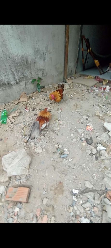Gà tre Xám Khét 1kg. Mua bán Gà tại Thành phố Thuận An Bình Dương được đăng bởi Huy Lương hình 1