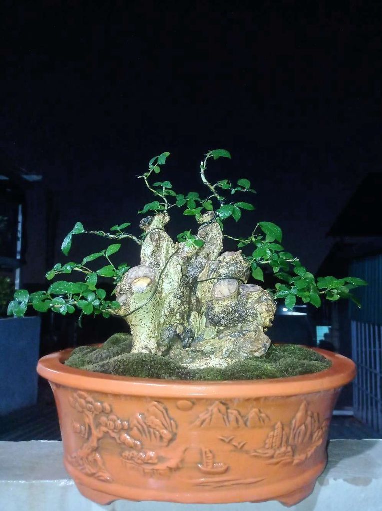 Cây Duối bonsai