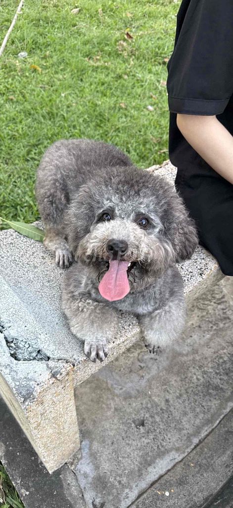 Chó Poodle Toy cái 10 tháng. Mua bán Chó tại Quận Tân Phú Tp Hồ Chí Minh được đăng bởi Nam hình 1