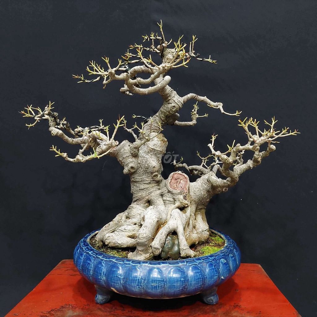 Cây cảnh Bồ đề Bonsai 52cm. Mua bán Cây cảnh, đồ trang trí tại Quận 1 Tp Hồ Chí Minh được đăng bởi Trần Xuân Dương hình 1