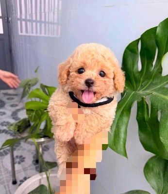 Chó Poodle teacup-tiny mơ cafe sữa ( như hình)