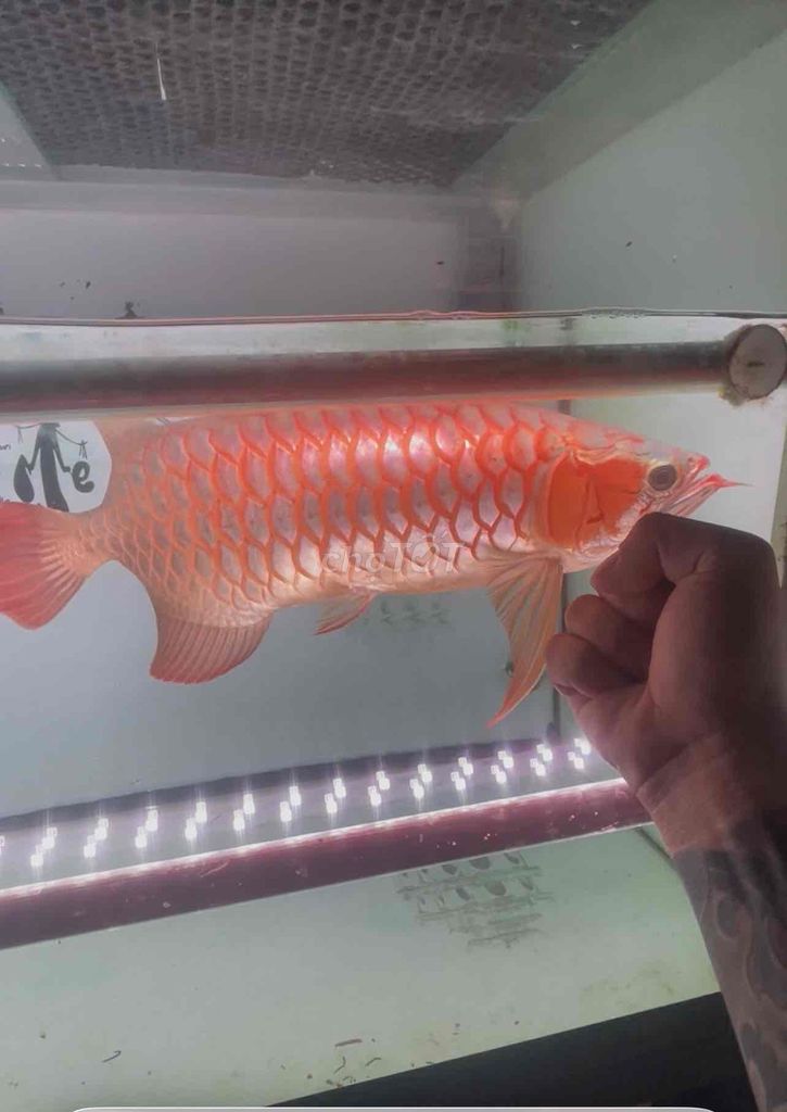 Cá huyết long 55cm đỏ. Mua bán Thú cưng khác tại Thị xã Bến Cát Bình Dương được đăng bởi DANG VAN SANG hình 1