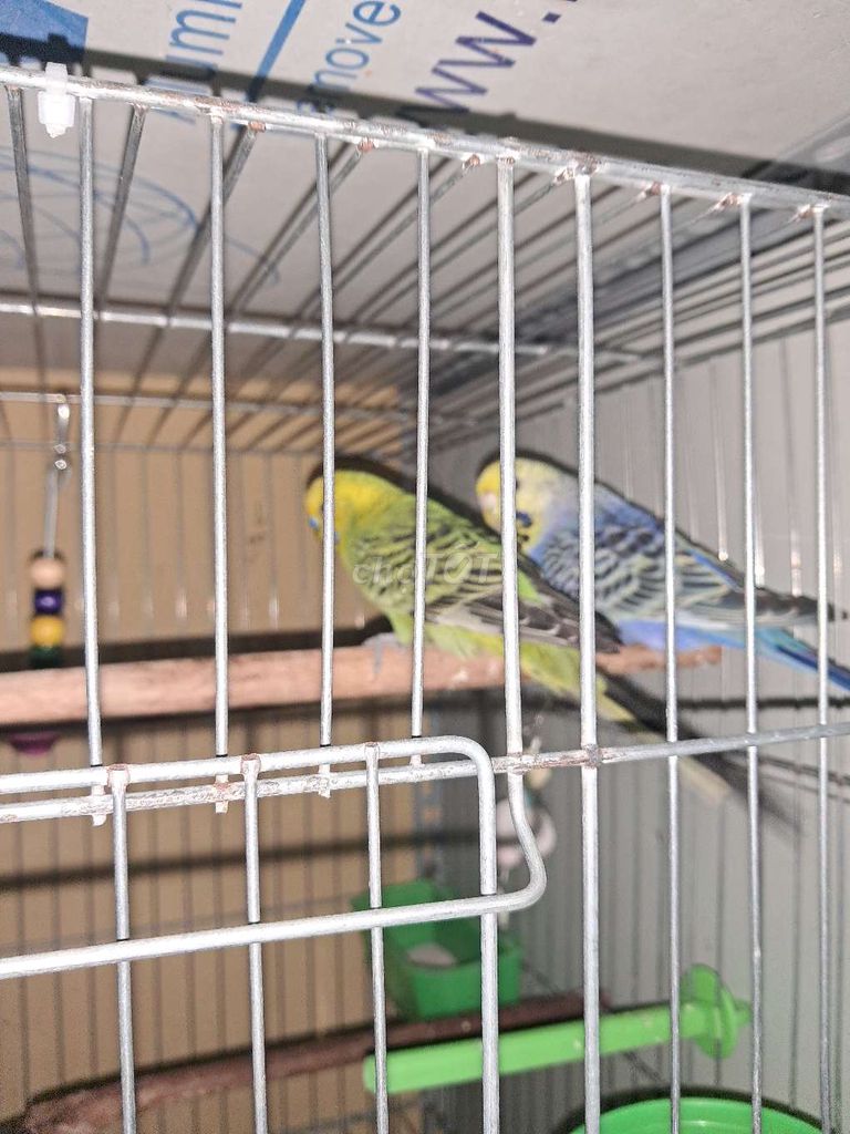 Yến phụng xanh vàng cả hai. Mua bán Chim tại Thành phố Vũng Tàu Bà Rịa - Vũng Tàu được đăng bởi Tuấn  hình 1