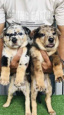 Chó chăn cừu collie f1,hiền lành thân thiện