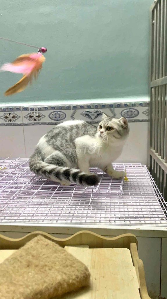 MÈO TAPPY CHÂN LÙN LAI MUNCHKIN