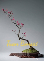 Bonsai gốm sứ nghệ thuật - 0932055398
