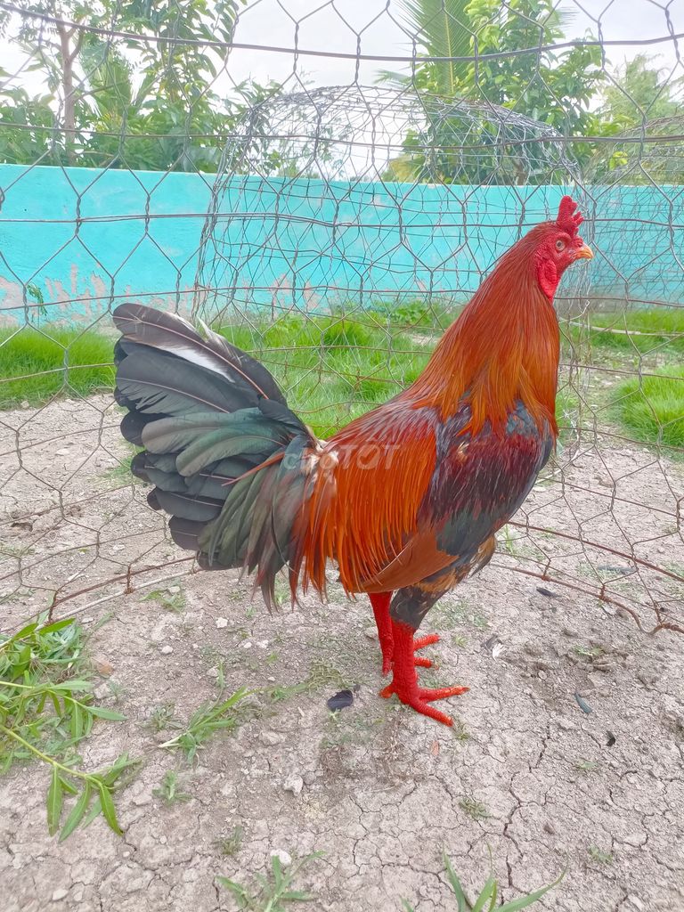 Gà chọi Đực Điều 2.9kg. Mua bán Gà tại Thành phố Sóc Trăng Sóc Trăng được đăng bởi Tiền Gà  hình 1