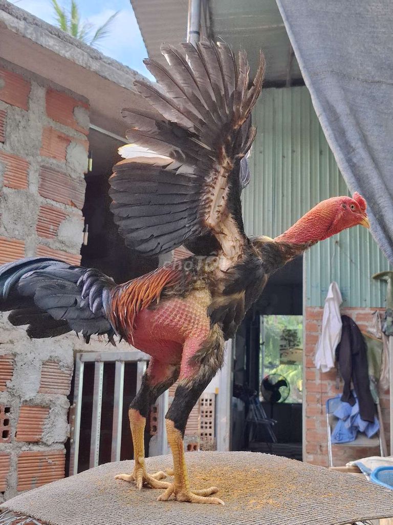 Gà nòi Tía 2,8kg Đực. Mua bán Gà tại Huyện Hoài Ân Bình Định được đăng bởi Lũy Trịnh hình 1