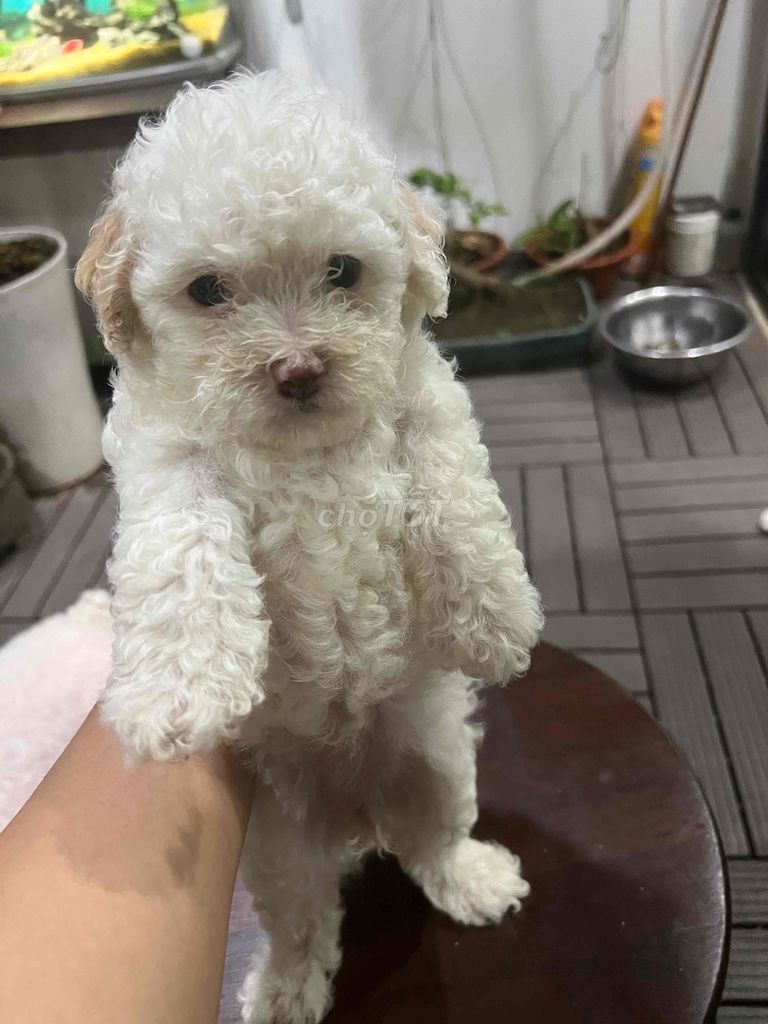 Nhà mih có đàn chó Poodle.được 45 ngày tuổi