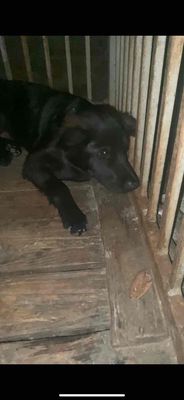 Chó lai lông dài , Lông đen. Mua bán Chó tại Huyện Quế Võ Bắc Ninh được đăng bởi Nguyễn Minh