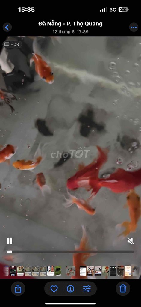 17e cá vàng bụng bự 1phi tần mini. Mua bán Thú cưng khác tại Quận Sơn Trà Đà Nẵng được đăng bởi vũ hình 1