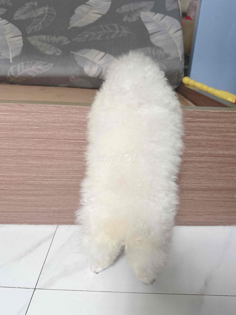 Chó Poodle Ticup cái 7 tháng. Mua bán Chó tại Quận Tân Phú Tp Hồ Chí Minh được đăng bởi Mỹ kỳ  hình 1