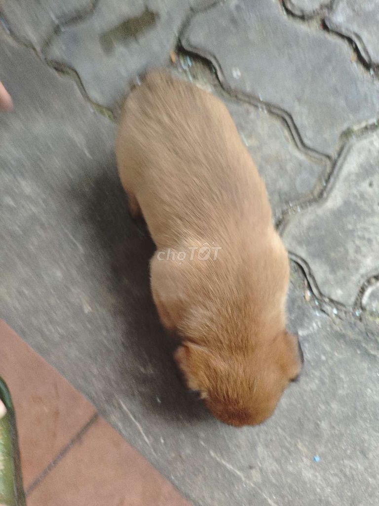 Chó con cái + đực màu Nâu. Mua bán Chó tại Quận Cẩm Lệ Đà Nẵng được đăng bởi Quat Huu hình 3