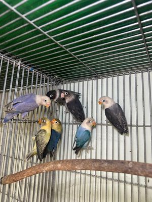 7 bé lovebird thả avi. Mua bán Chim tại Thành phố Thủ Đức Tp Hồ Chí Minh được đăng bởi ngo chau