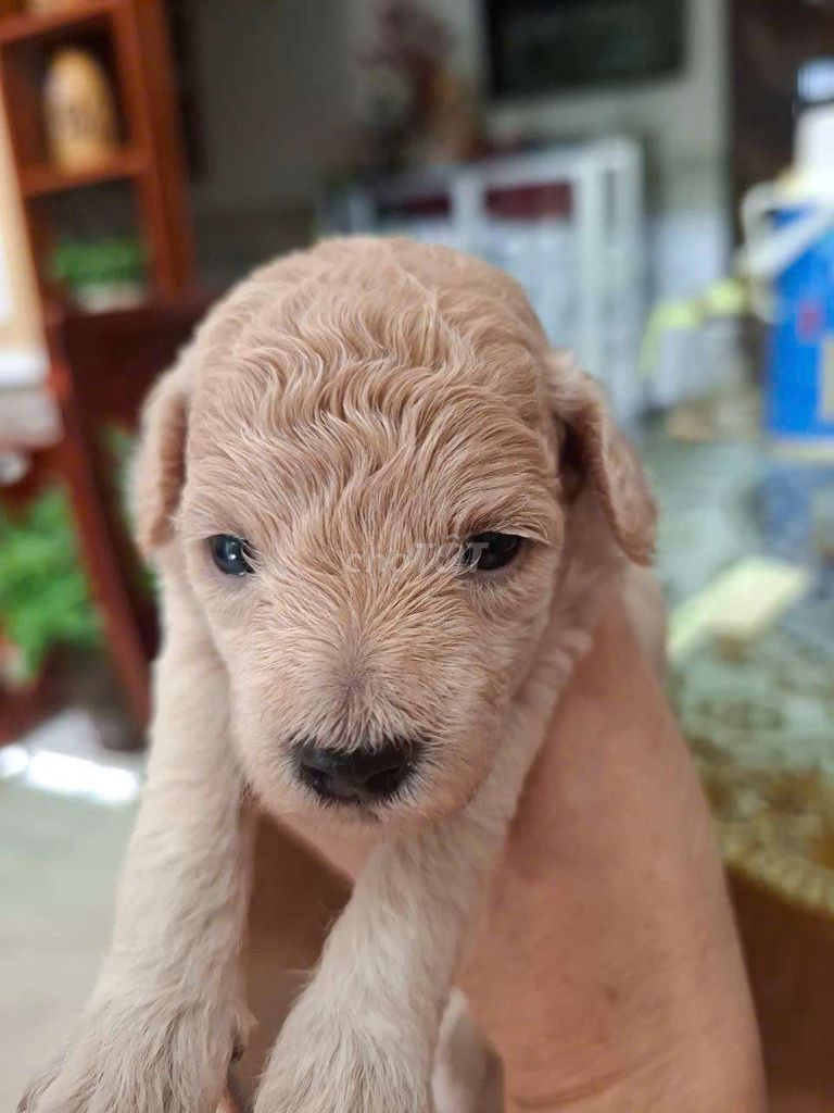 Tìm chủ mới cho cún cưng. Mua bán Chó tại Quận Thanh Khê Đà Nẵng được đăng bởi nga vo van hình 3