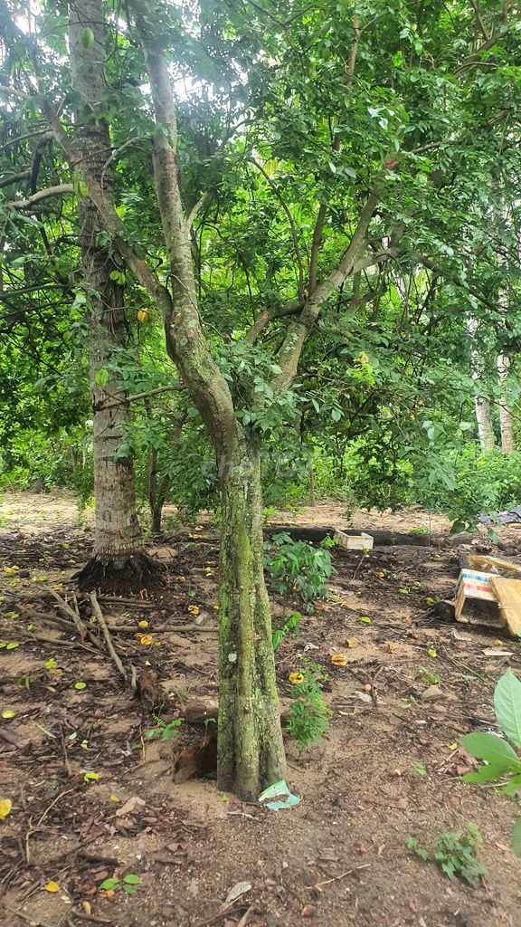 Cây khế vườn. Mua bán Cây cảnh, đồ trang trí tại Thị xã Hoài Nhơn Bình Định được đăng bởi Vu hình 1