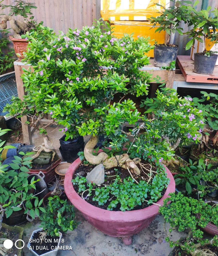 Cây cảnh Linh Sam Hoa Tím Bonsai. Mua bán Cây cảnh, đồ trang trí tại Thành phố Nha Trang Khánh Hòa được đăng bởi Nguyễn Thanh hình 1