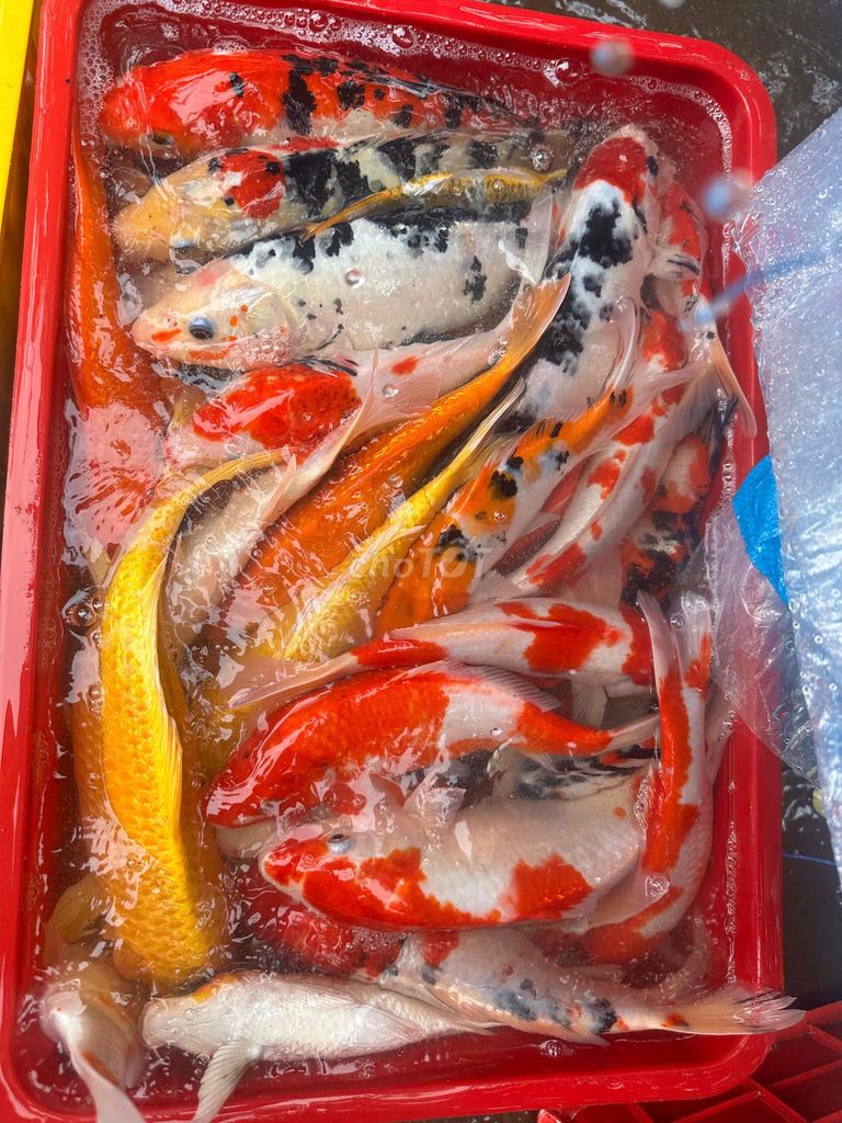 Cá Koi Đa sắc Đà Nẵng đủ size đủ màu ae chơi tết. Mua bán Thú cưng khác tại Quận Liên Chiểu Đà Nẵng được đăng bởi Trại cá KOI Hoàng Văn Thái hình 1