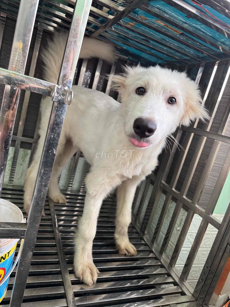 Chó Samoyed đực 4 tháng mới cạo lông. Mua bán Chó tại Quận Ninh Kiều Cần Thơ được đăng bởi Nông Trại Gu Thích Thú  hình 1