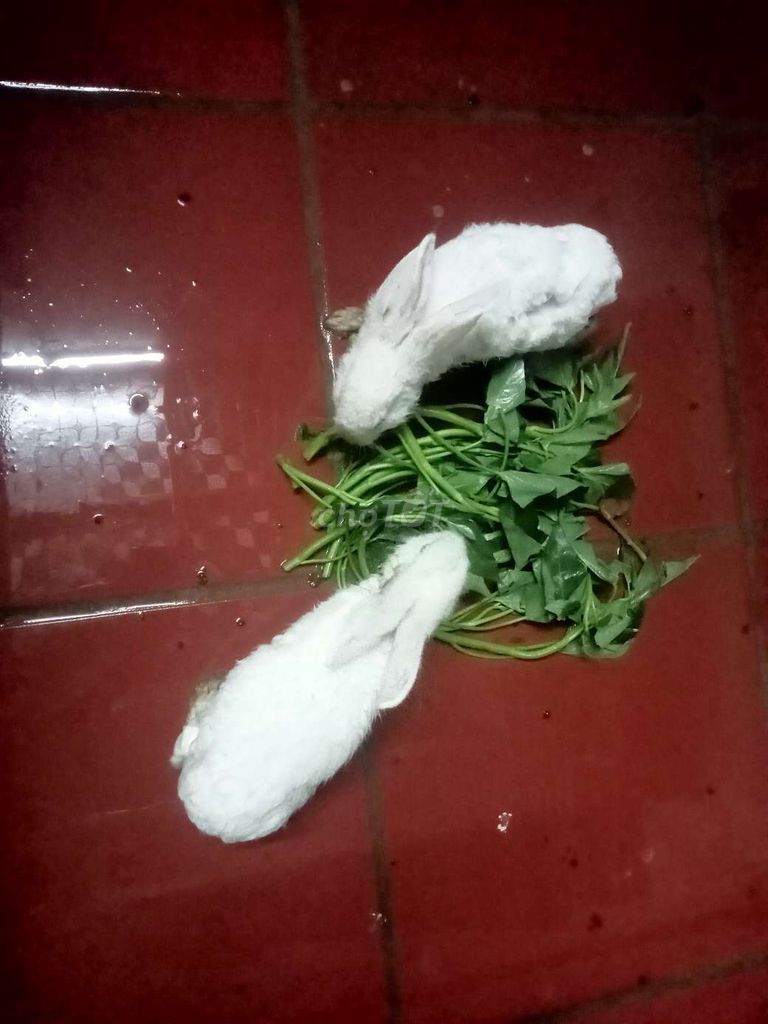 ko có thời gian chăm nên m cần bán