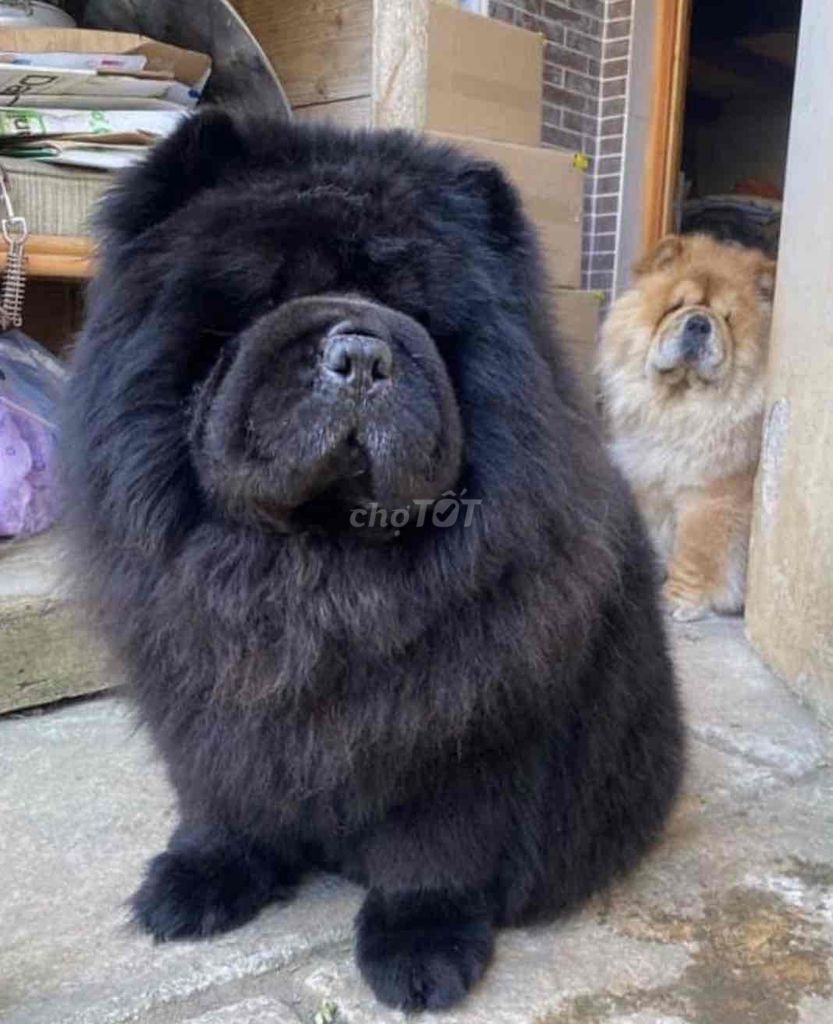 Chow Chow Đực Kem