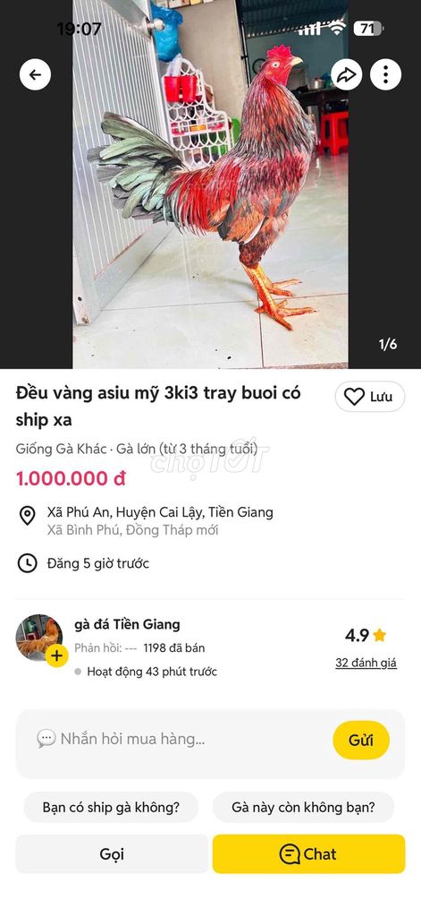 Gà chọi Đều vàng asiu mỹ đực. Mua bán Gà tại Huyện Cai Lậy Tiền Giang được đăng bởi Minh  hình 1