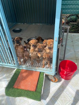 chó cưng cần thanh lý. Mua bán Chó tại Huyện Giồng Trôm Bến Tre được đăng bởi Lam Vo