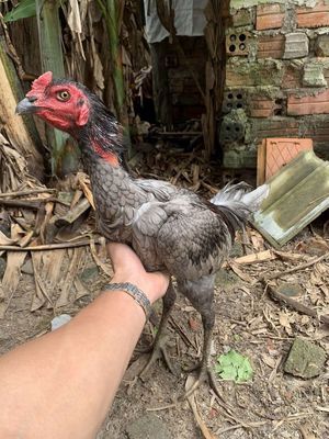 xám. Mua bán Gà tại Quận Liên Chiểu Đà Nẵng được đăng bởi Trần Văn Đức