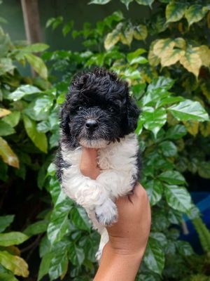 Chó Poodle đực nhỏ màu Bò sữa