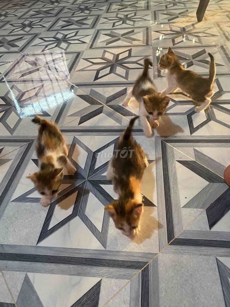 Cần Cho 4 bé mèo. Mua bán Mèo tại Huyện Mỏ Cày Bắc Bến Tre được đăng bởi 71 hình 1