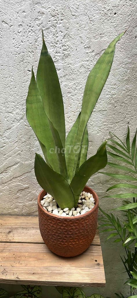 Cây lưỡi hổ bạc chậu đất nung. Mua bán Cây cảnh, đồ trang trí tại Quận Tân Phú Tp Hồ Chí Minh được đăng bởi Minh An hình 1