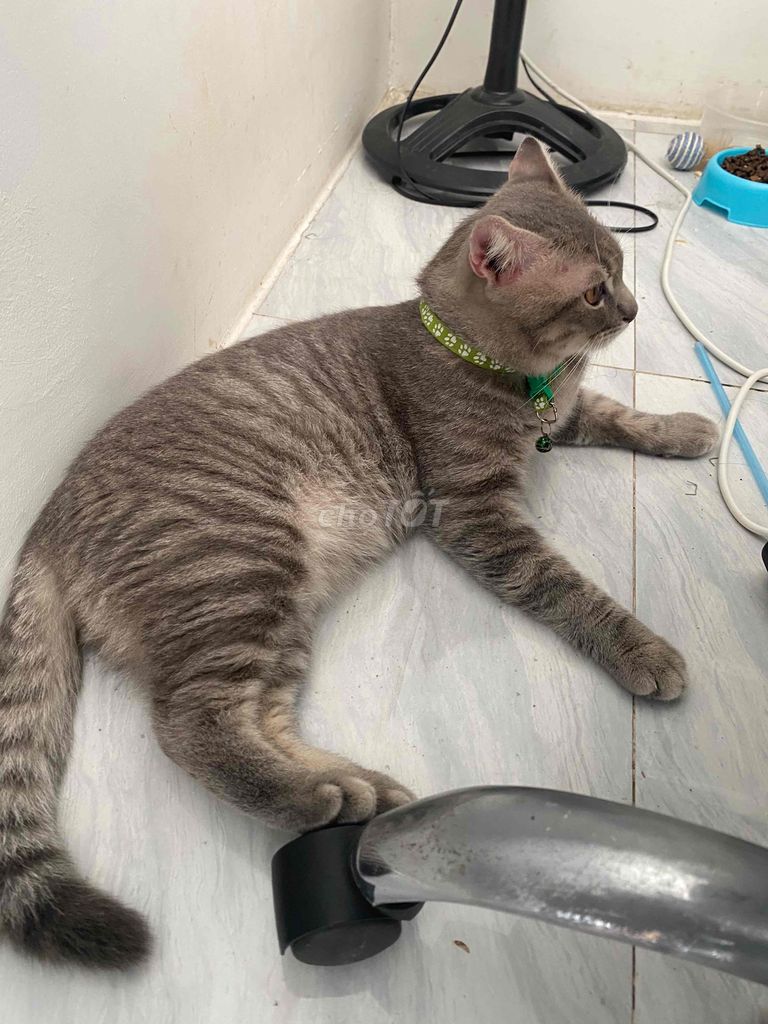 Mèo anh lông ngắn lai, 6 kí hơn